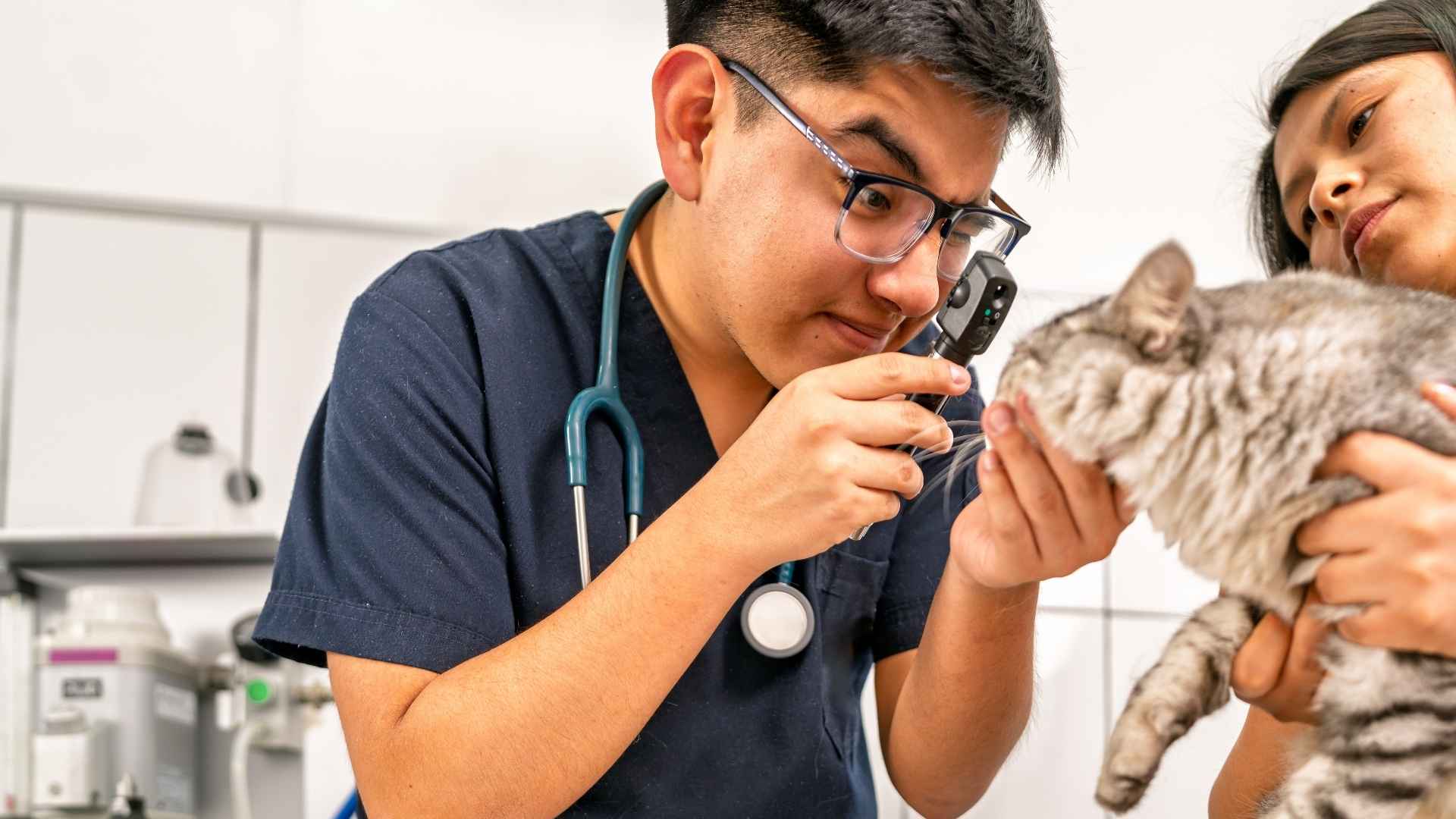 Gato en el veterinario